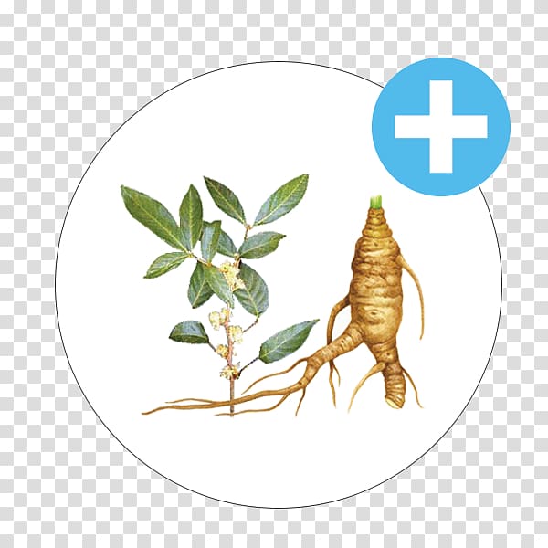 Insect Saw palmetto extract Transdermal patch Cream Pollinator, insect transparent background PNG clipart
