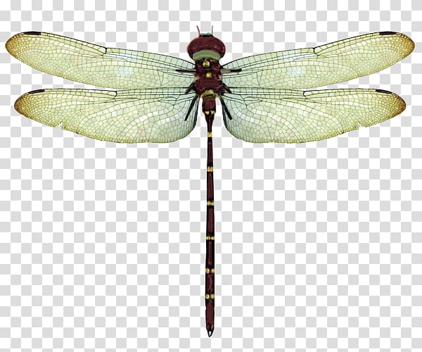 Dragonfly Round2 Android Pterygota, Lovely Dragonfly transparent background PNG clipart