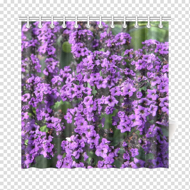 English lavender Violet Purple Canvas print Вербена М, билкова аптека, purple flowers design transparent background PNG clipart