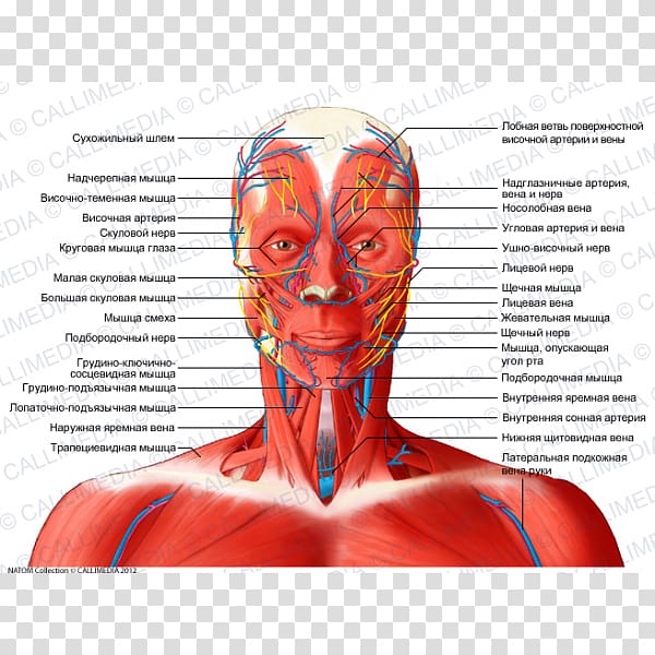 Anterior triangle of the neck Head and neck anatomy Muscle Coronal plane, others transparent background PNG clipart