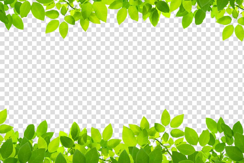 Leaf Green , Green leaves transparent background PNG clipart