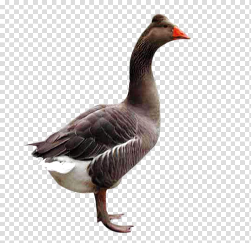 Domestic goose Duck Bird, Black goose transparent background PNG clipart