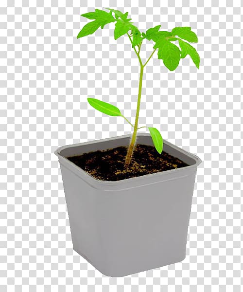 , Tomato Seedlings transparent background PNG clipart