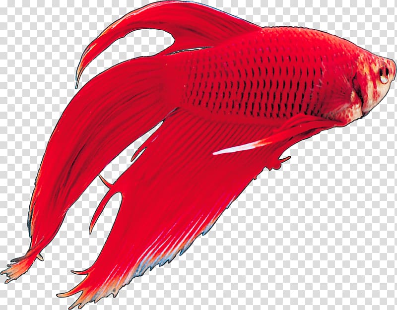Siamese fighting fish Tropical fish Ornamental fish, fish transparent background PNG clipart