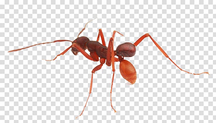 Army ant Beetle Nymphister kronaueri Weaver ant, beetle transparent background PNG clipart