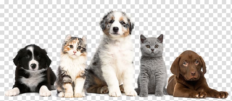 Cat Dog Puppy Kitten Pet, Cat transparent background PNG clipart