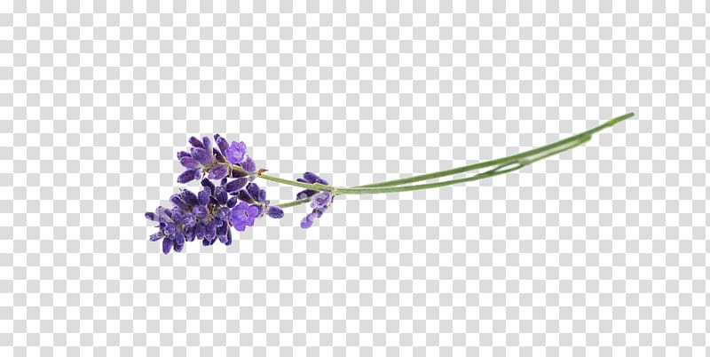 Lavender Flower Herb, flower transparent background PNG clipart