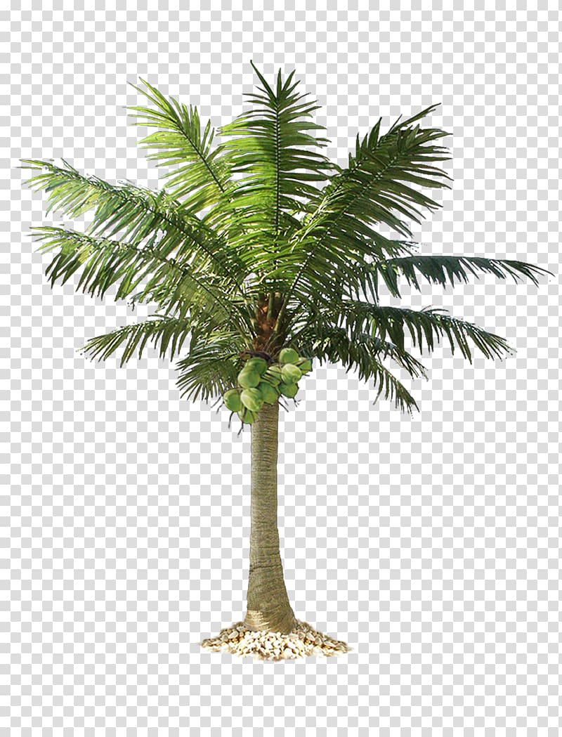 Green Coconut Tree Illustration Arecaceae Palm Tree Transparent Background Png Clipart Hiclipart