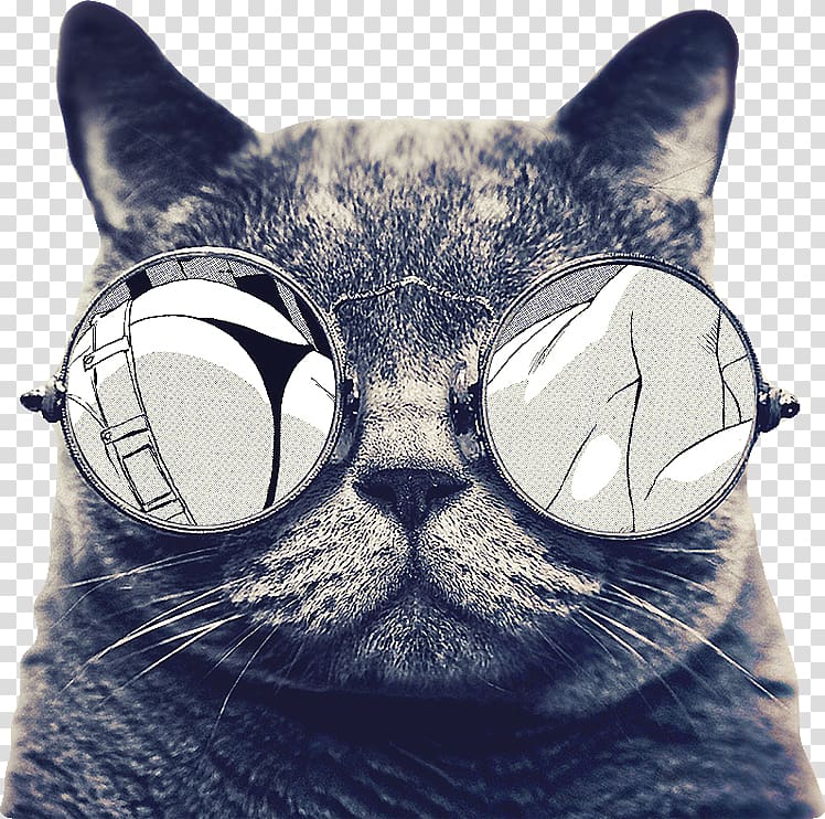 cat wearing hippie sunglasses , Pink cat Kitten Dog Cuteness, animal transparent background PNG clipart