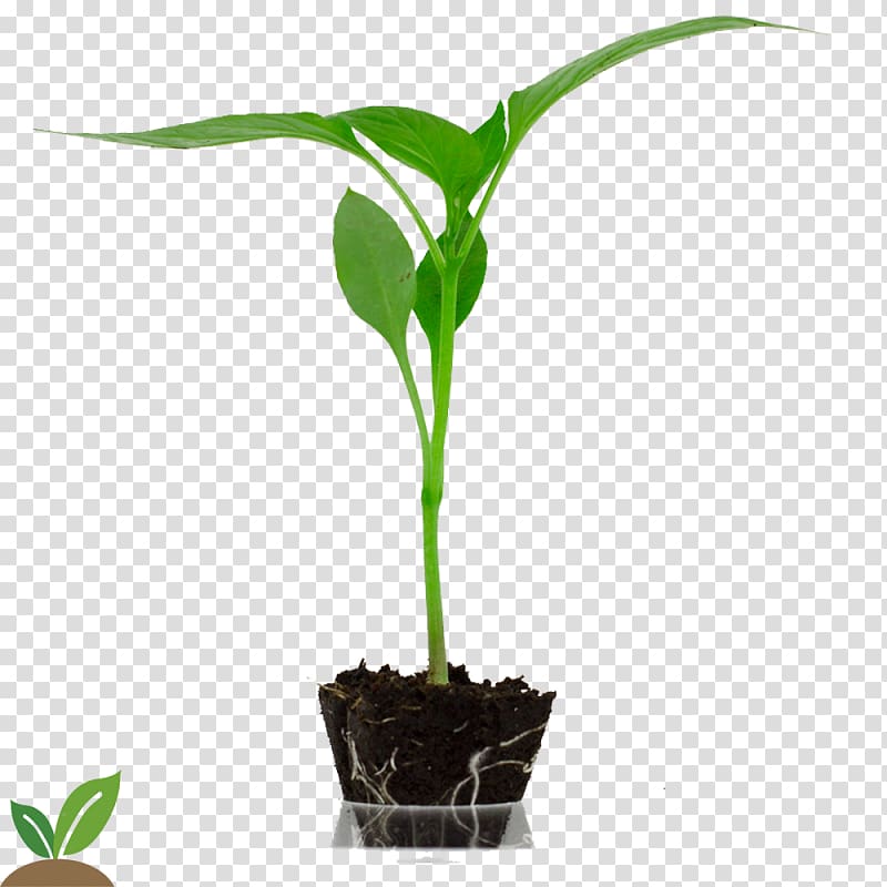 Horticulture Bell pepper Auglis Agriculture Flowerpot, Semillas transparent background PNG clipart