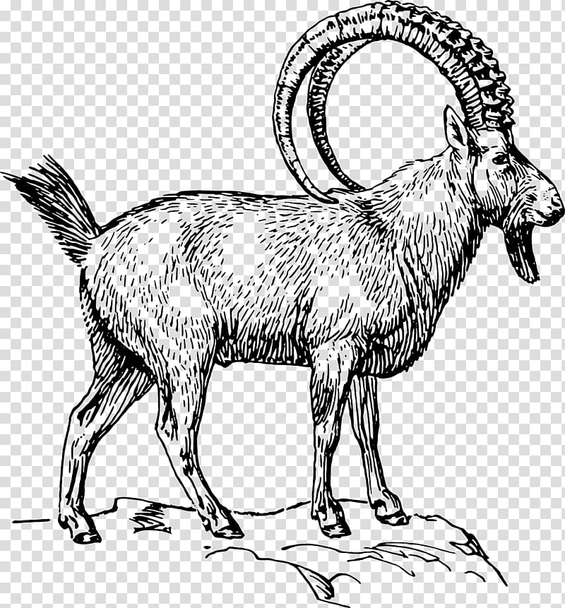 Alpine ibex Goat Sheep Open, goat transparent background PNG clipart