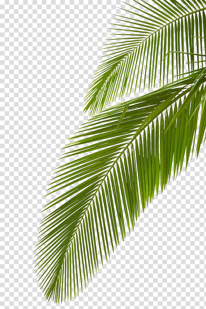 Arecaceae Leaf Palm branch , Palm leaf, palm leaf transparent ...