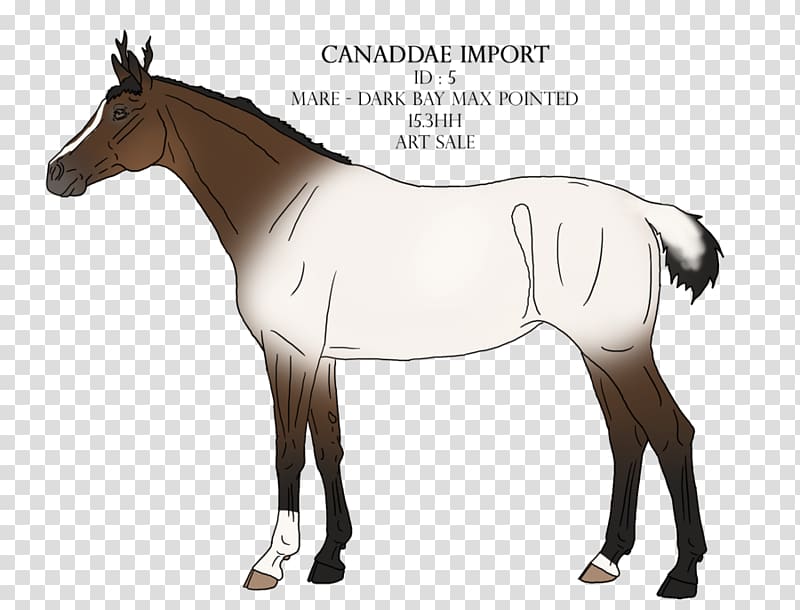 Foal Bridle Stallion Mane Pony, Bay Max transparent background PNG clipart