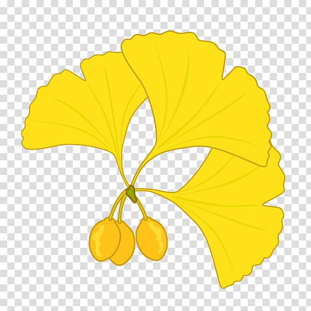Maidenhair tree Illustration Graphics, leaf transparent background PNG clipart
