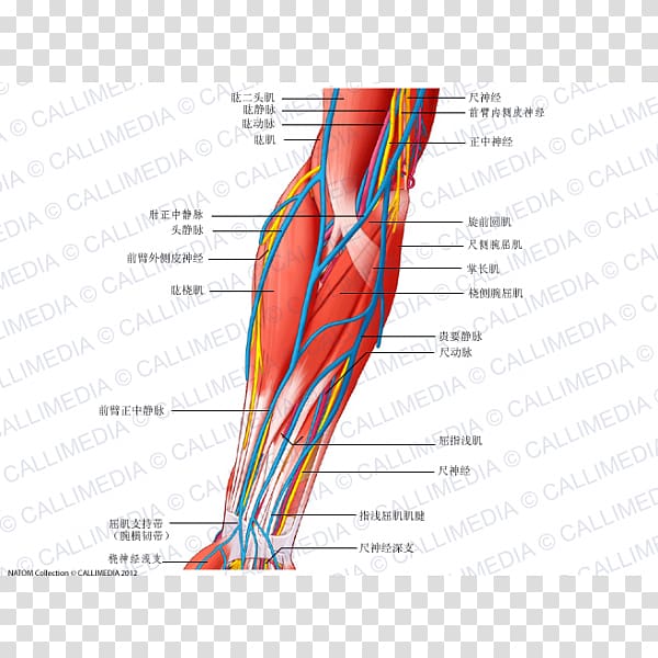 Anterior compartment of the forearm Blood vessel Nerve Muscle, arm transparent background PNG clipart