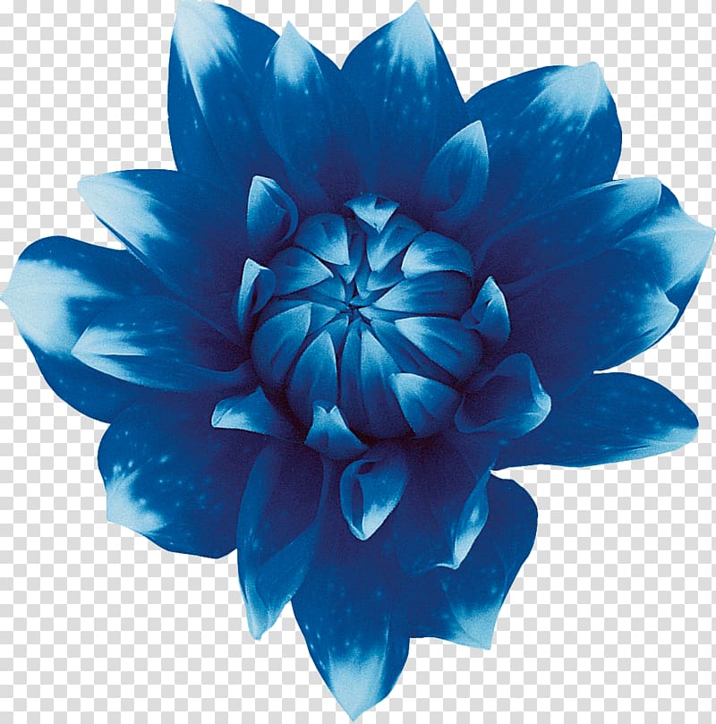 Sweet Blue Flowers Sweet Blue Flowers Red, blue flower transparent background PNG clipart