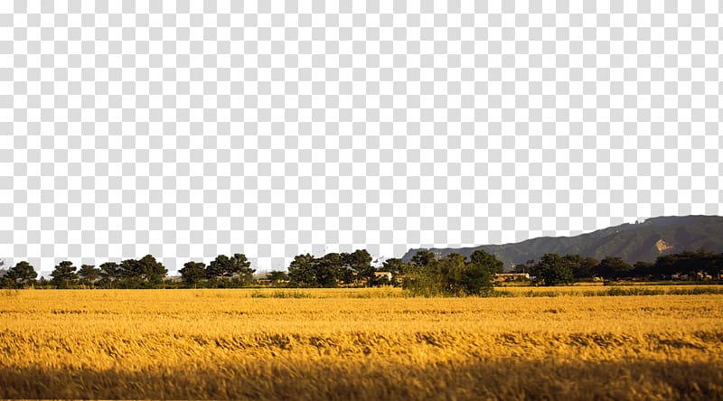 Computer file, The wheat is ripe transparent background PNG clipart