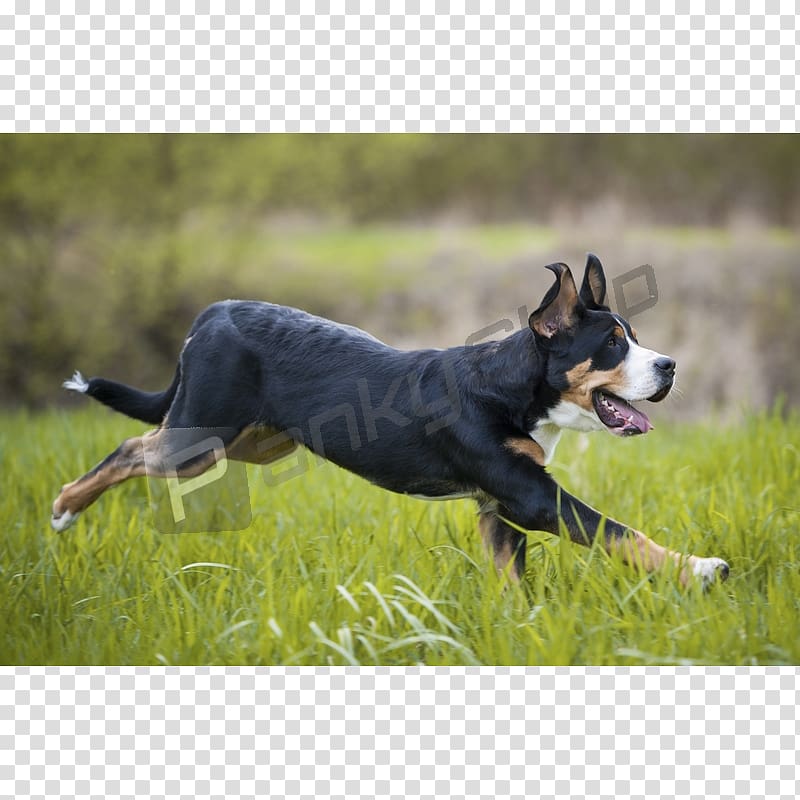 Dog breed Greater Swiss Mountain Dog Australian Cattle Dog Border Collie Australian Kelpie, others transparent background PNG clipart