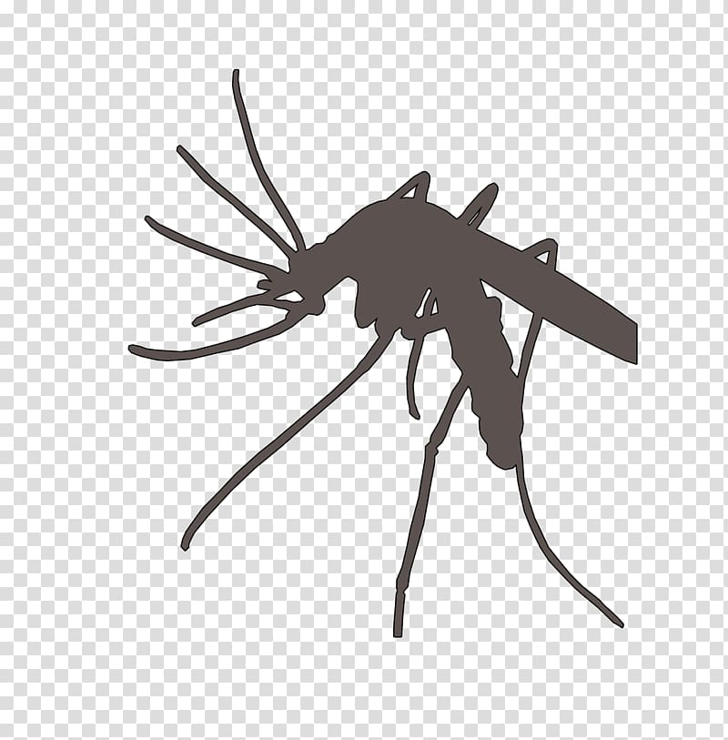 Marsh Mosquitoes Flying Mosquitoes Mosquito Nets & Insect Screens Malaria, mosquito transparent background PNG clipart