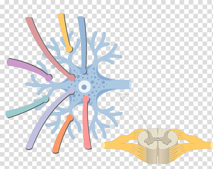 Multipolar neuron Pseudounipolar neuron Bipolar neuron, others transparent background PNG clipart