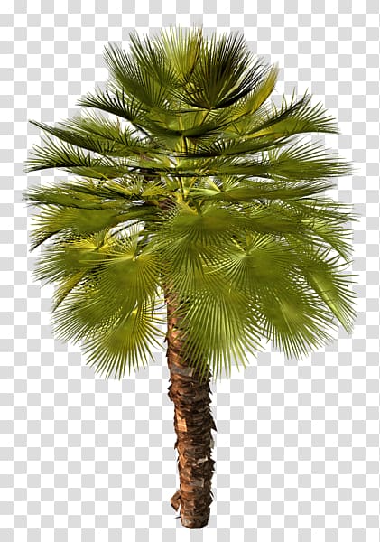 Asian palmyra palm Arecaceae Attalea speciosa , tree transparent background PNG clipart