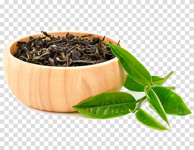 Hōjicha Green tea Nilgiri tea White tea, tea workshop transparent background PNG clipart