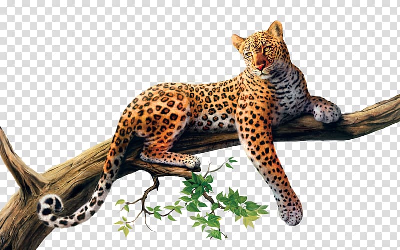 African leopard Cheetah Tree Drawing Desktop , leopard transparent background PNG clipart