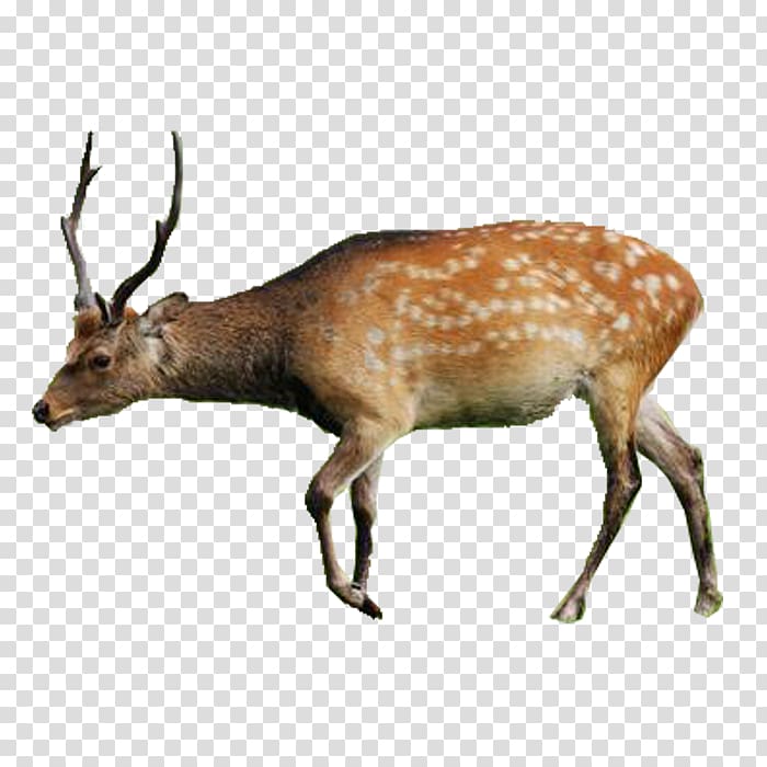 Turkey Persian fallow deer Animal Lesser kestrel, Deer transparent background PNG clipart