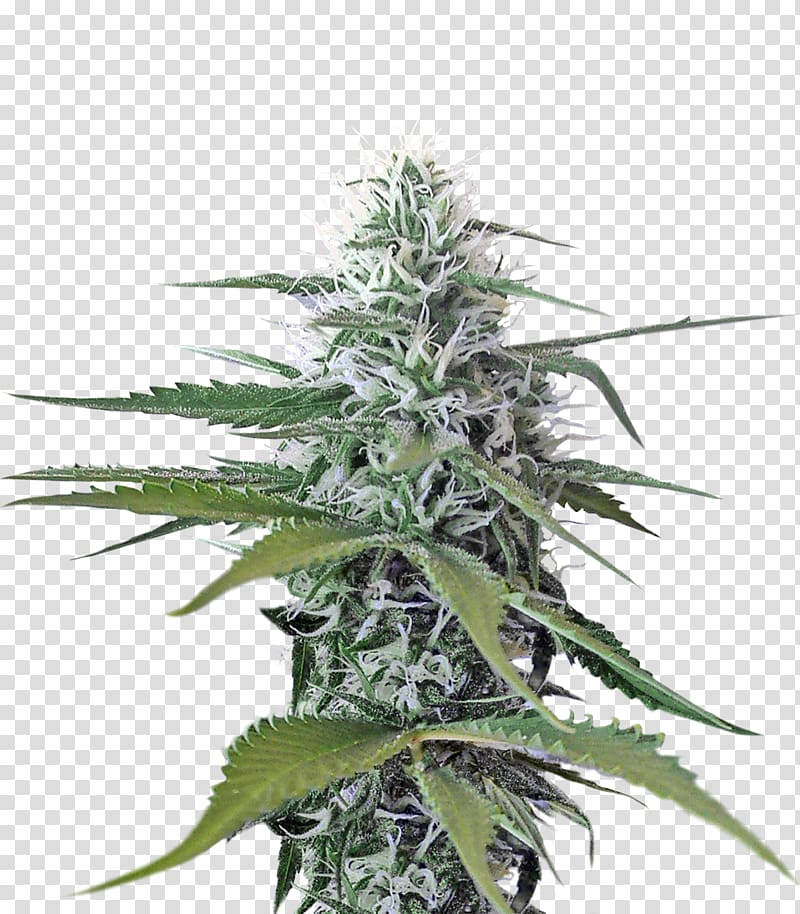 green cannabis leaves, Cannabis, Cannabis transparent background PNG clipart