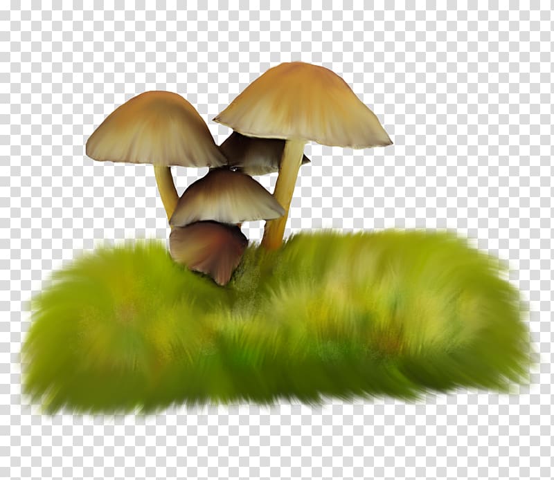 Mushroom Herbaceous plant Fungus, Grass Mushrooms transparent background PNG clipart