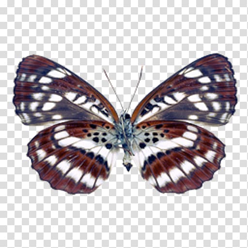 Butterfly Insect Lesser purple emperor Moth, butterfly transparent background PNG clipart
