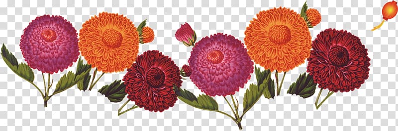 Double Ninth Festival Cornus mas Chrysanthemum Floral design, chrysanthemum transparent background PNG clipart
