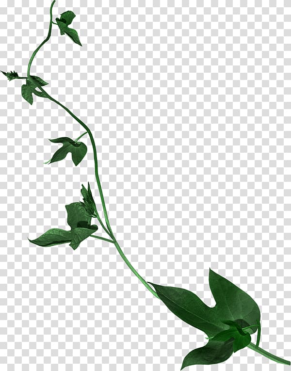 Leaf Petal Flower , Leaf transparent background PNG clipart