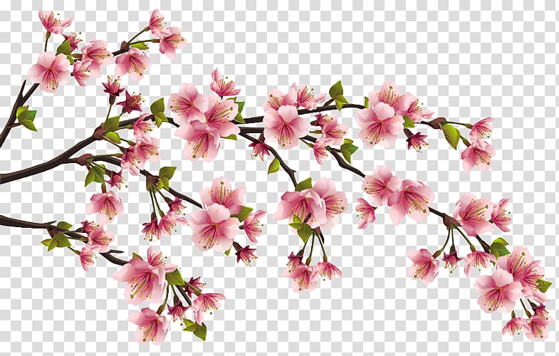 Peach Blossom Cherry , peach fruit transparent background PNG clipart