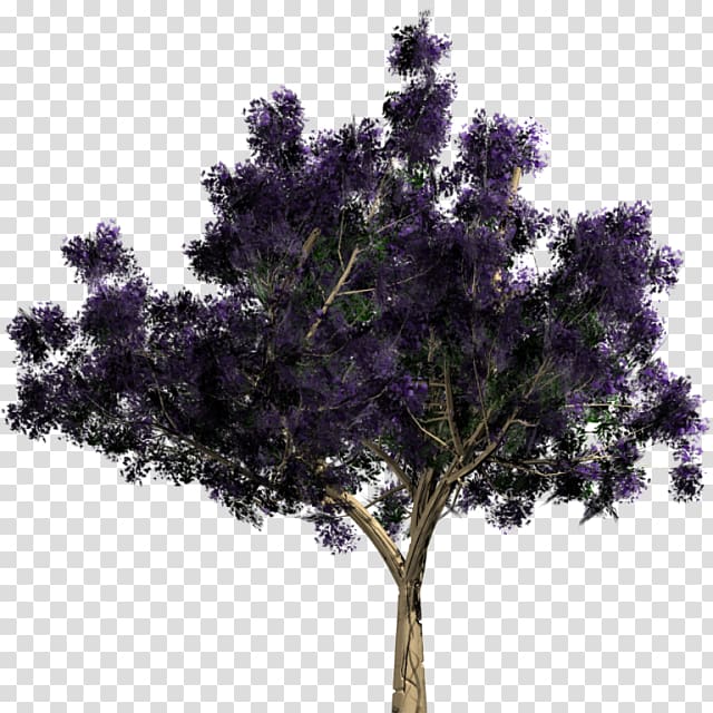 purple tree, Japanese maple Gum trees Jacaranda, tree plan transparent background PNG clipart