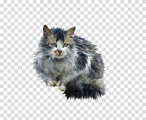 Norwegian Forest cat Whiskers, Looking at the cat transparent background PNG clipart