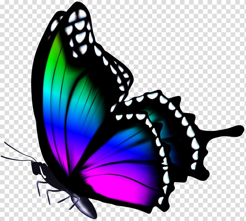 multicolored butterfly , Figloraj Sala Zabaw , Colorful Butterfly transparent background PNG clipart