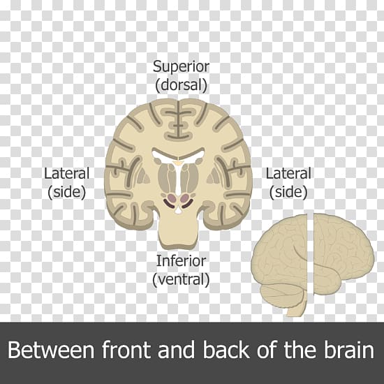 Human brain Multipolar neuron Motor neuron, Brain transparent background PNG clipart