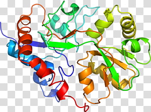 Line Point Organism , line transparent background PNG clipart thumbnail