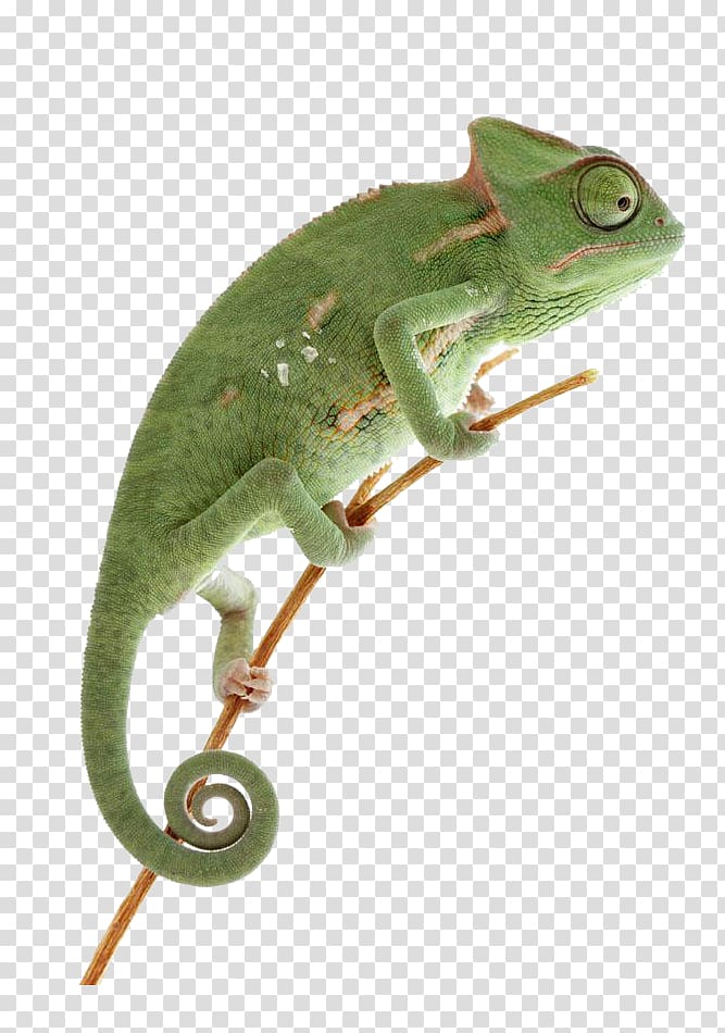 Green wildlife lizard transparent background PNG clipart