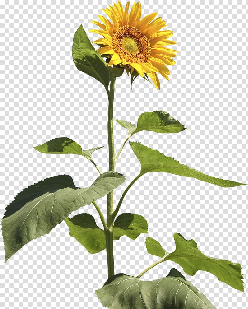 Common sunflower Sunflower seed Annual plant Plant stem, Sun flowers transparent background PNG clipart