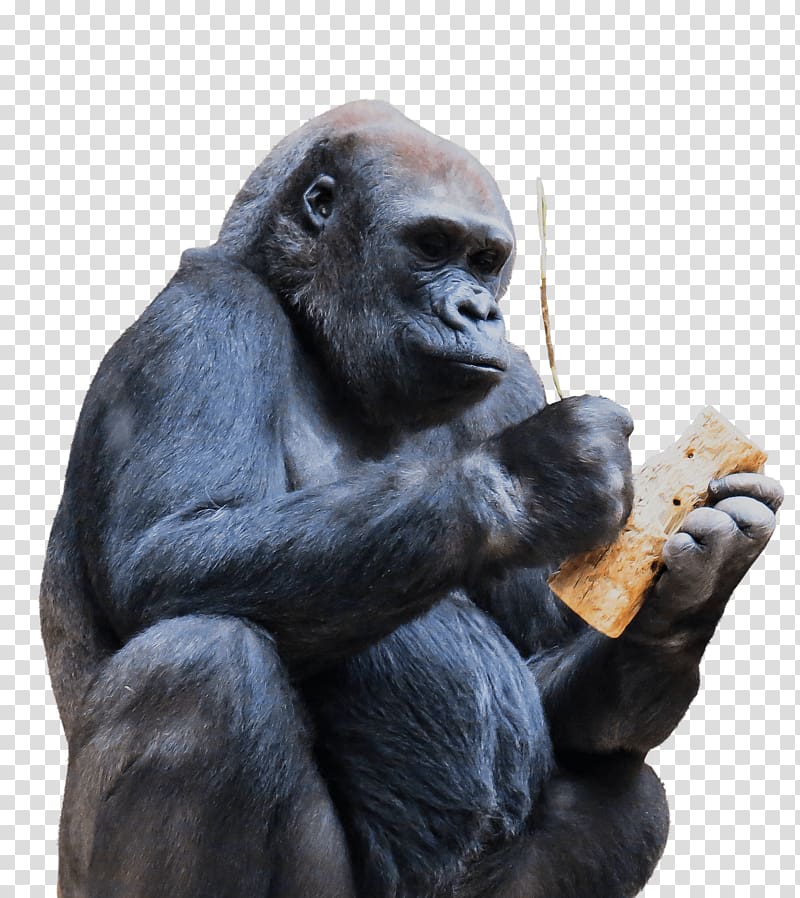 black gorilla holding brown wood, Gorilla Using Tool transparent background PNG clipart
