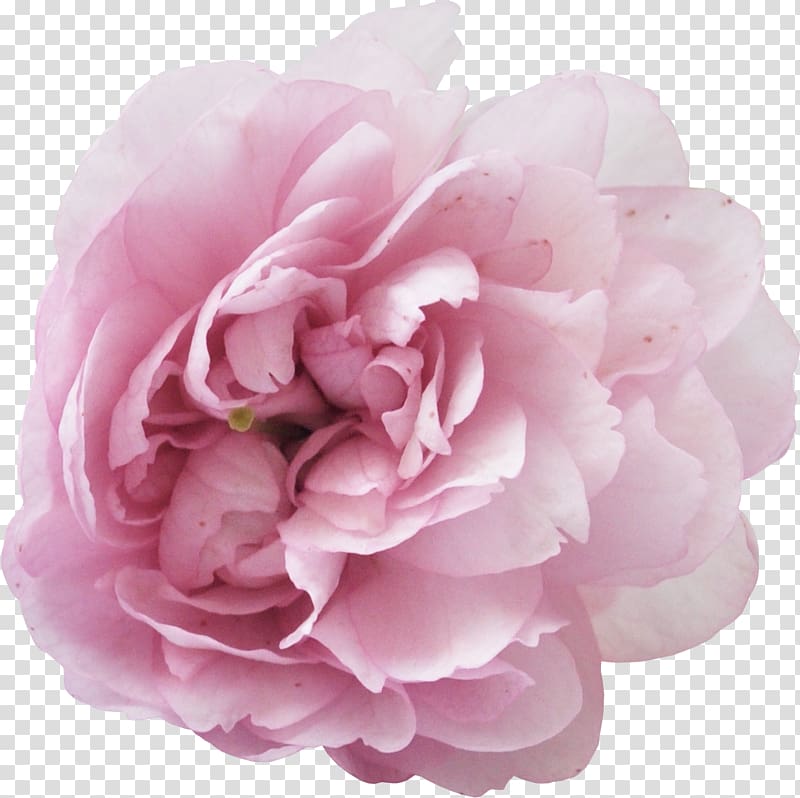 Perfume Peony Parfumerie Musk, moutan peony transparent background PNG clipart