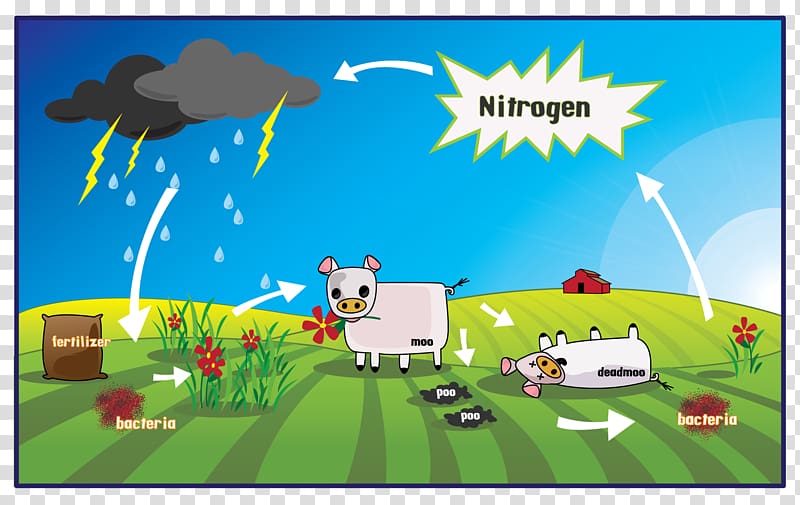 The Nitrogen Cycle Biology Nitrogen fixation, Gasification transparent background PNG clipart