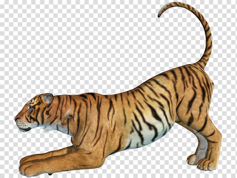 Bengal tiger Tiger hunting, The creeping tiger transparent background PNG clipart
