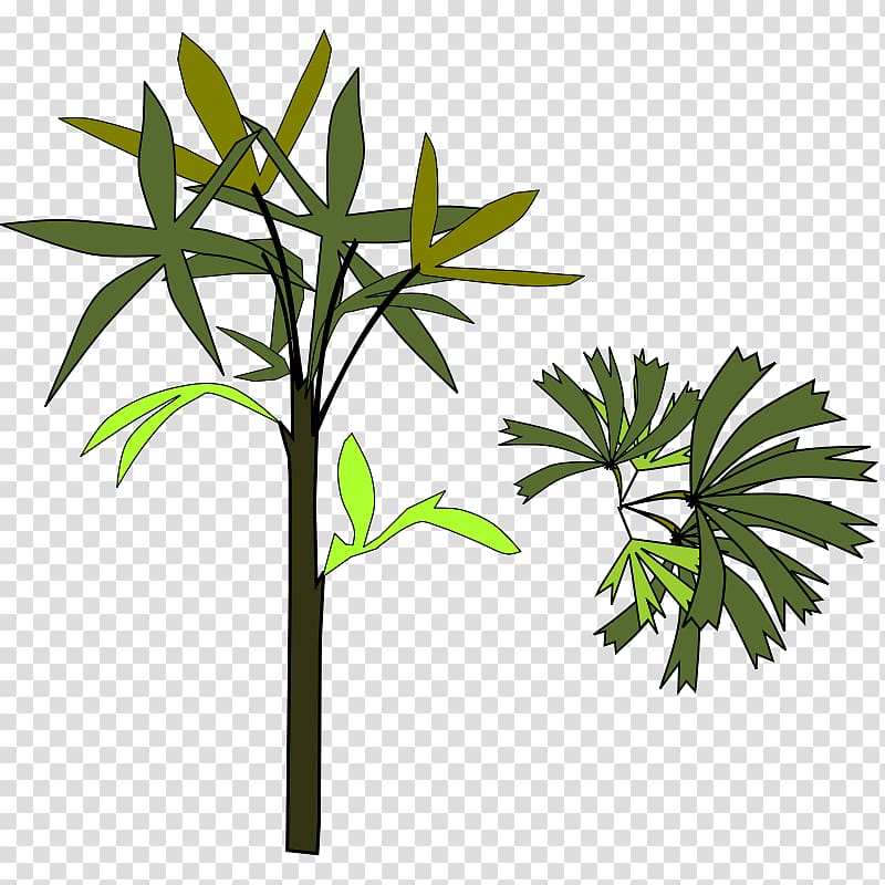 Arecaceae Rhapis excelsa , Shamu Coloring Pages transparent background PNG clipart