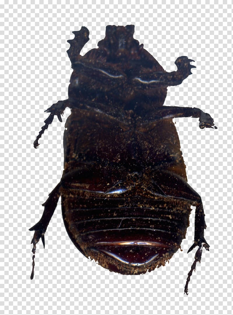 Japanese rhinoceros beetle Dung beetle Weevil Rhinoceros beetles, beetle transparent background PNG clipart