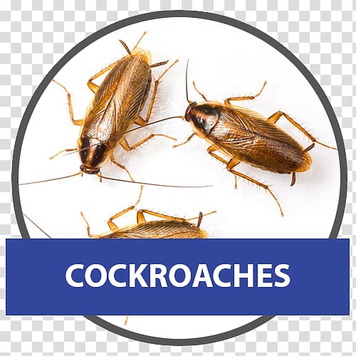 German cockroach American cockroach Pest Control, cockroach transparent background PNG clipart