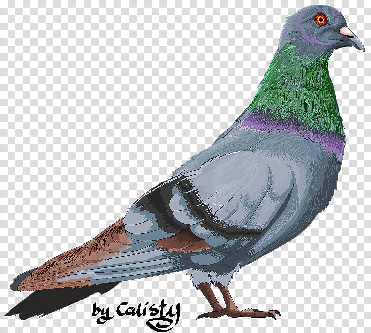 dove Columbidae Domestic pigeon Bird Fancy pigeon, Bird transparent background PNG clipart