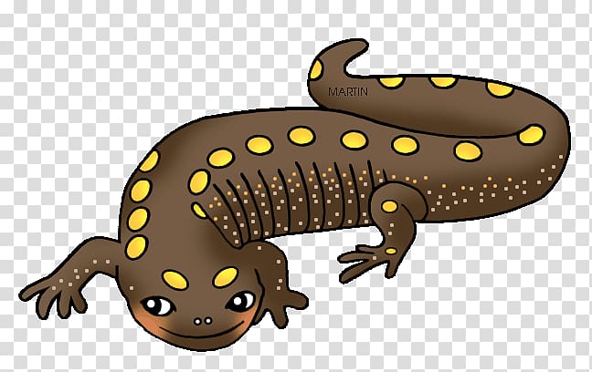 Salamander Newt Frog , Free Amphibians transparent background PNG clipart